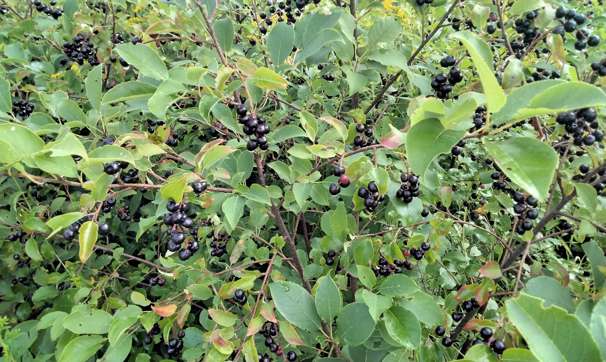 Cerises à grappes