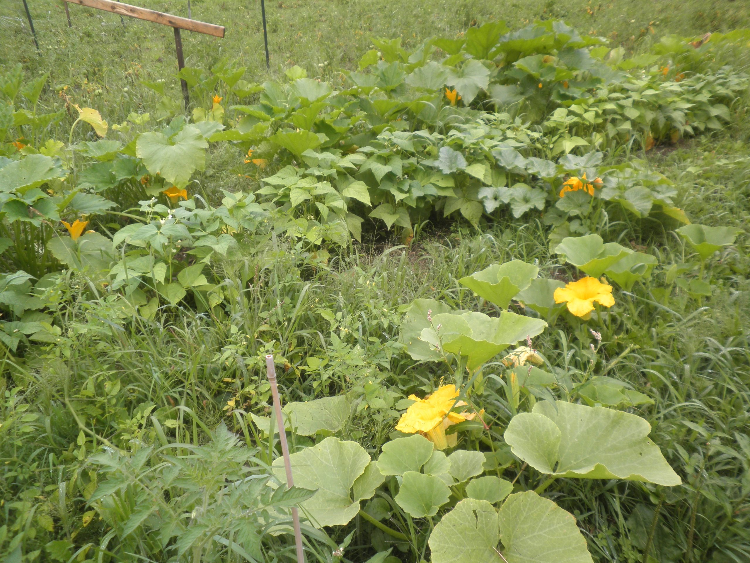 Champ au naturel de Domaine Terre-eau